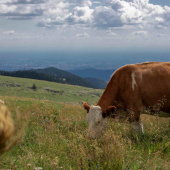 Vache montbéliarde. © Photo DR iStock