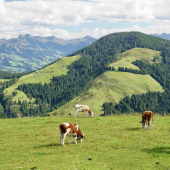 Vaches en montagne. © Photo DR iStock