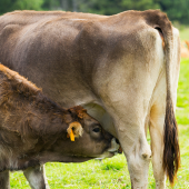 Viande de veau consommation et production en baisse. Photo libre de droit