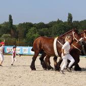 Avec plusieurs tonnes de muscles en bout de longe, les éleveurs ont démontré la force et la docilité de leurs chevaux. © Photo Marion Falibois