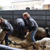 Les élèves de Chaumont immobilisaient tour à tour les moutons ©Marion FALIBOIS.