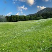 Prairie. © Photo sous licence CC