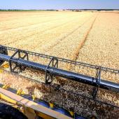 La moisson 2024 laisse «un sentiment très amer», selon Vincent Le Ber, responsable céréales chez Lorca. «On n’imaginait pas une grande moisson, c’est pire que prévu». Photo Stéphane Grossin-Anefa