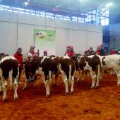 La présence, en Moselle, de plusieurs représentants de la race, très actifs, et l’organisation d’un national Rouge des Prés à Agrimax en 2014, contribuent au succès de cette vache originaire de l'ouest de la France (Anjou et Maine). Photo DR