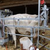 Le parage, préventif ou curatif, demeure un point crucial dans la gestion de la santé des pieds des vaches laitières. Photo : H.Flamant