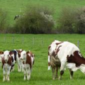 Les bovins de l’exploitation de Mirecourt pâturent environ 250 jours par an. ©INRAE ASTER Mirecourt 