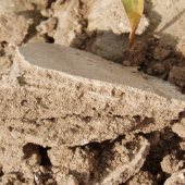 La croûte de battance empêche l’eau de s’infiltrer et de remplir le réservoir du sol. Un bon taux de matière organique en surface limite sa formation. Crédit photo : ARAA