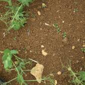 Dicotylédones émergentes sur pois d’hiver. Photo Terres Inovia