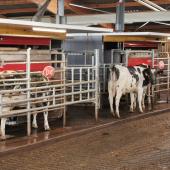 Depuis la mise en route du robot de traite Lely Astronaut A5 en juin dernier au GAEC X-MILK, la traite des 210 vaches de l’exploitation est facilitée.