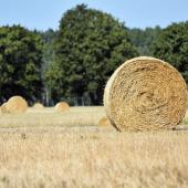 Champs. © Photo sous licence CC