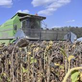 Récolter au stade optimal demande une observation attentive du champ. Photo : Laurent Jung.