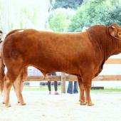 UNIVERSAL est un nouveau taureau reproducteur sur la ferme Clemes-Majerus. Il a été nommé champion national à Ettelbrück en 2025.