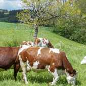 Vaches dans la prairie. © Photo DR