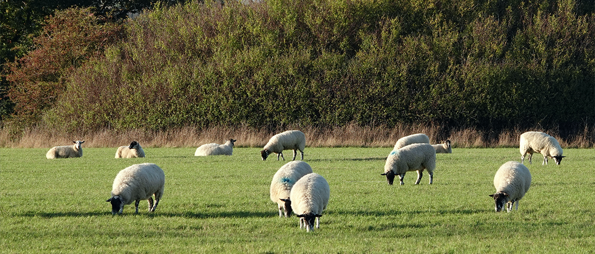 Troupeau de moutons. Photo libre de droit