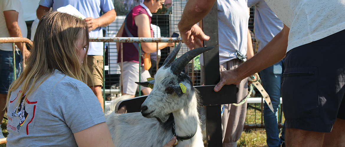 L’association des amis de la chèvre de Lorraine avait choisi Rambervillers pour leur concours annuel. ©Photo Comice Agricole de Rambervillers