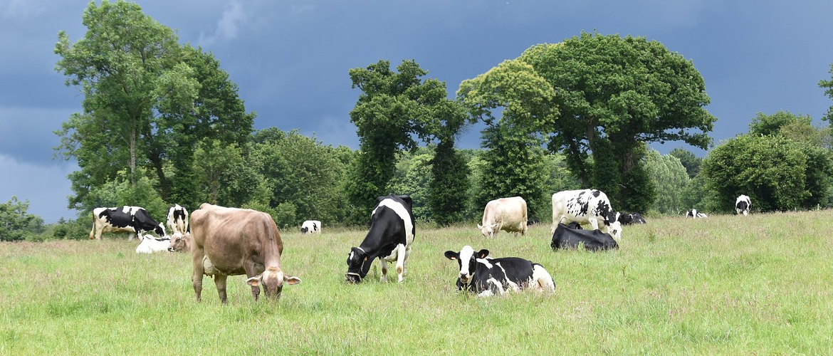 Vaches au pré. ©Photo Jackie Lou DL