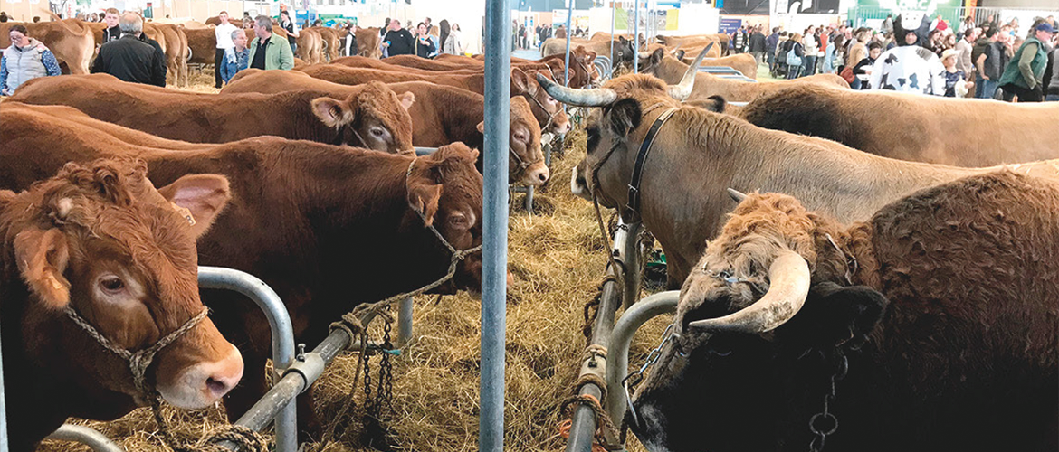 Dans le hall des races allaitantes, les Limousines faisaient face aux invités de l'édition 2024 : la race Aubrac. © Photo DR