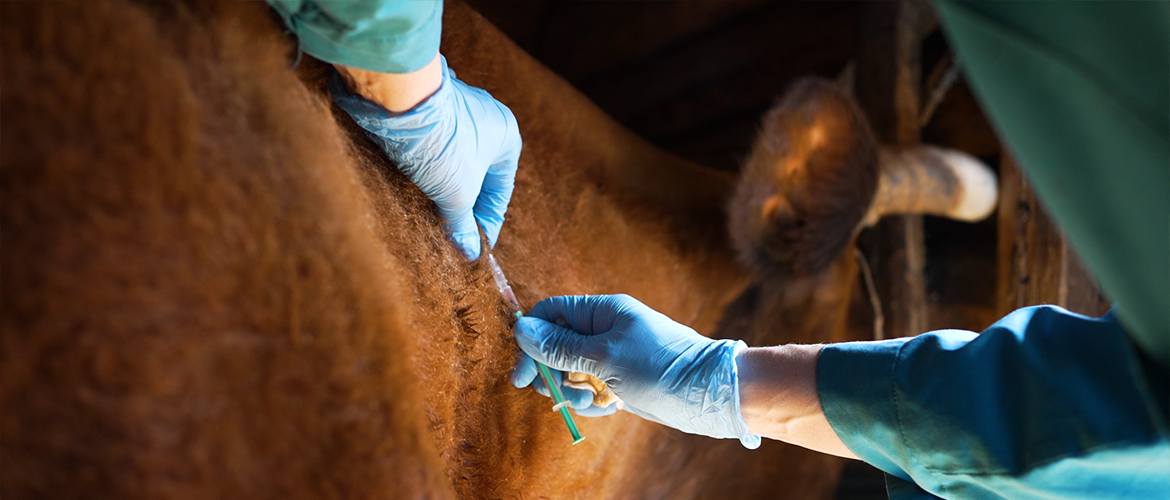 Vaccination des bovins. © Photo DR iStock