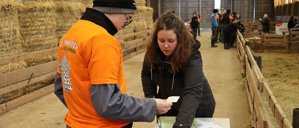Lors de l’épreuve de génétique, les candidats sélectionnent un bélier parmi les quatre qui leur sont présentés. © Photo Marion FALIBOIS