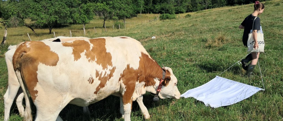 Prélèvement de tiques par le GDS des Vosges dans une pâture de vaches laitières via la méthode du drapeau © Photo GDS des Vosges