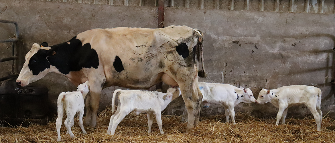 Les quadruplés se démarquent aussi par leur robe, quasi immaculée, héritée de leur père : Titus CapJ. © Photo Marion Falibois