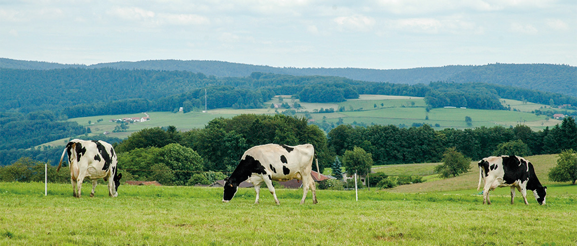 Le suivi individuel reste essentiel pour ajuster la ration au plus juste. © Photo DR