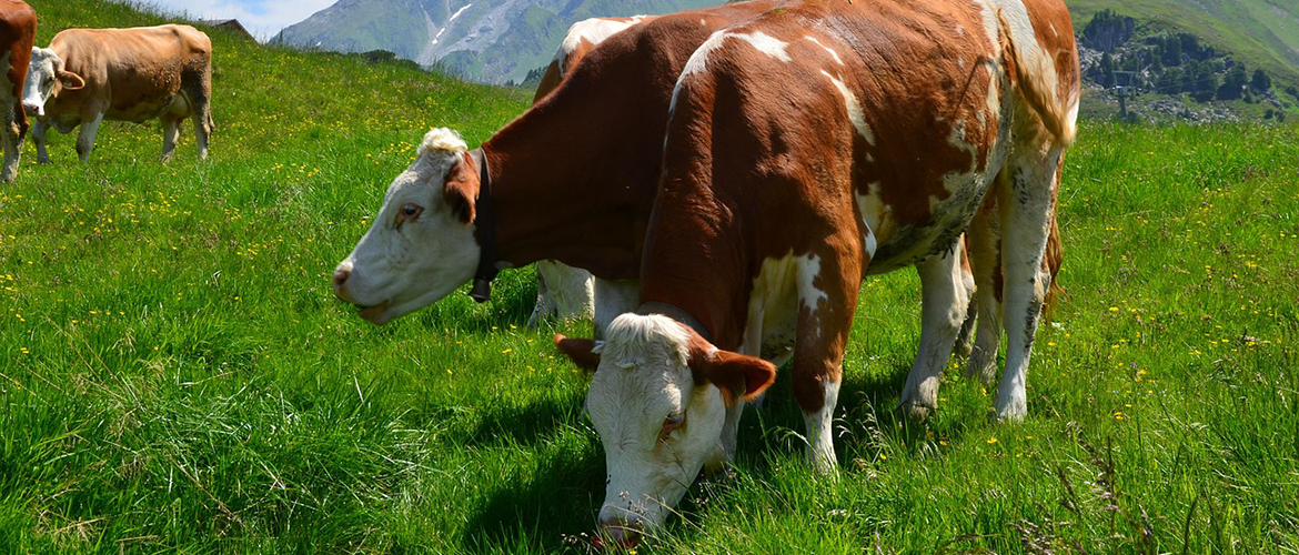 Vaches en pâturage en montagne. © Photo sous licence CC