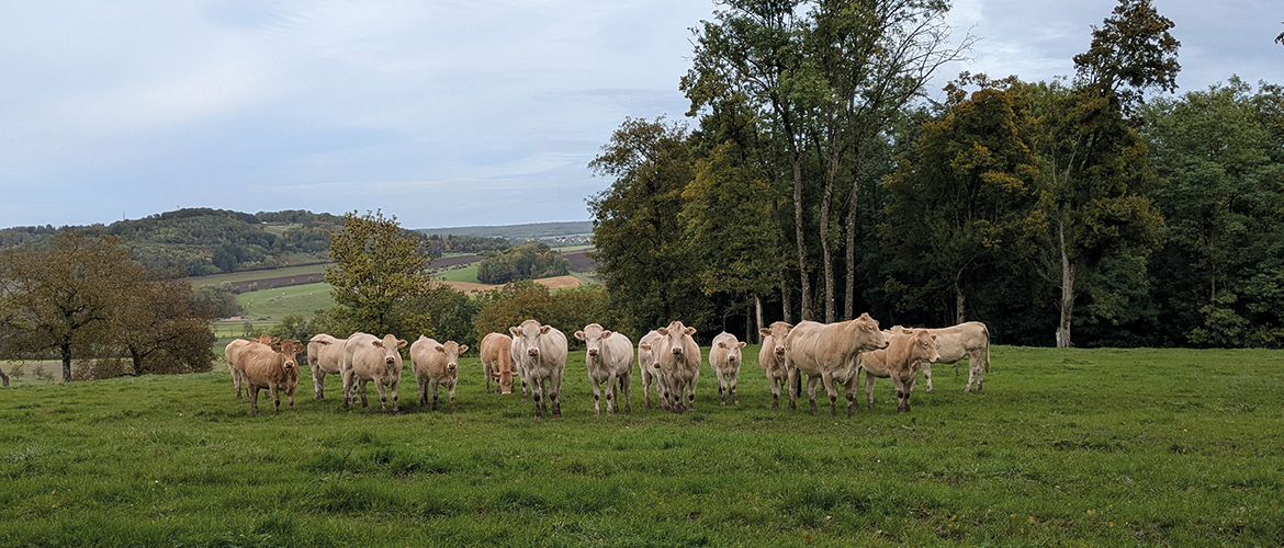 Vaches au pré. © Photo Aline Aubry