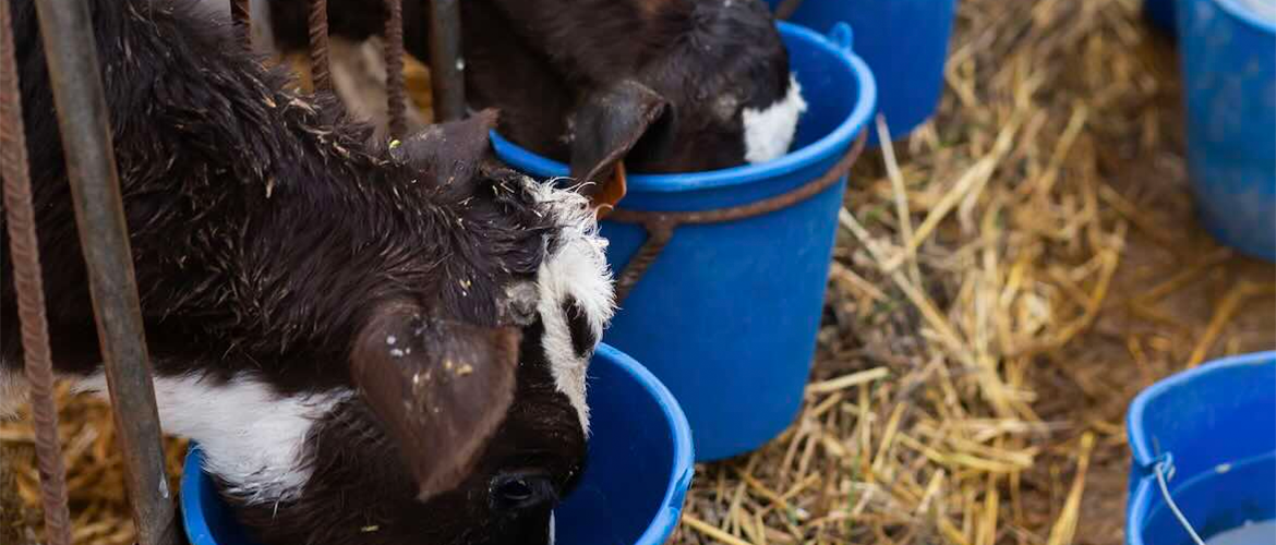 Veaux © Photo DR iStock