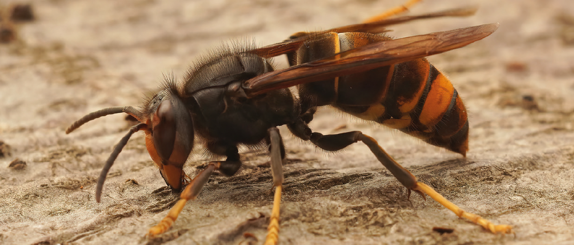 Frelon asiatique © Photo sous licence CC