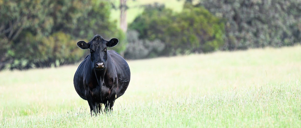 Vache enceinte. © Photo sous licence CC