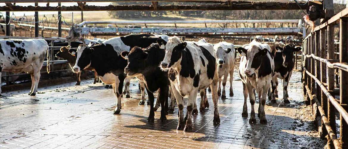 Ferme laitière © Photo DR iStock