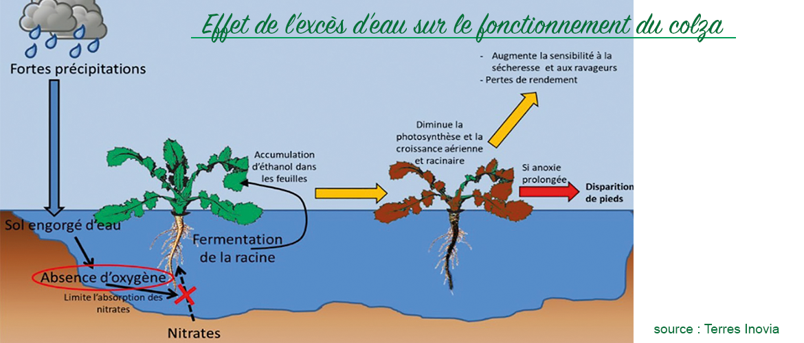 Schéma présentant l'effet de l’excès d’eau sur le fonctionnement du colza. © Terres Inovia