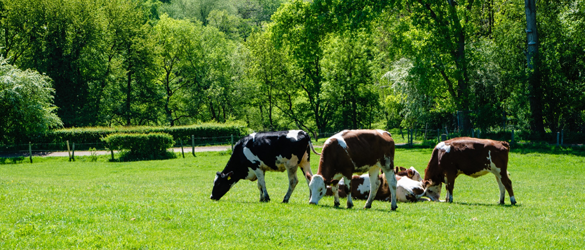 Les vaches sont misent au pré en fin d’hiver pour déprimer les prairies. © Photo sous licence CC