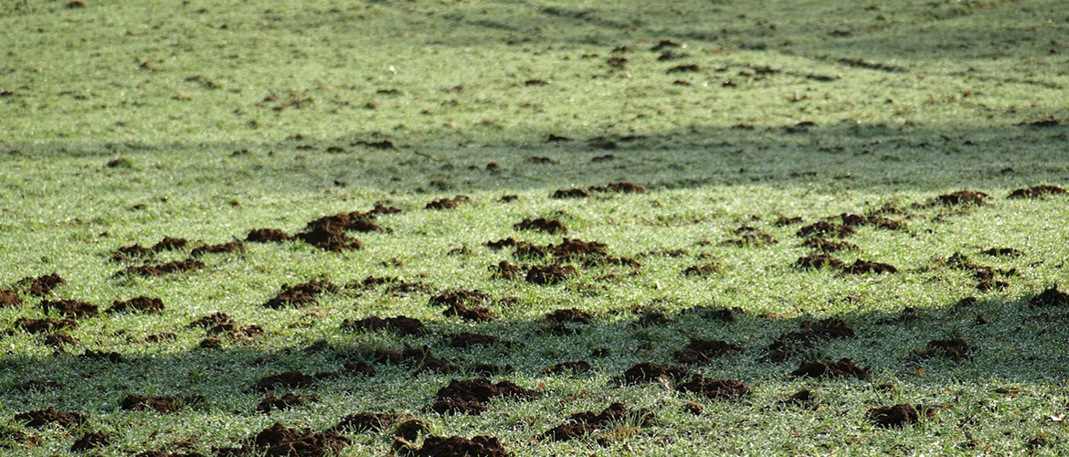 Les taupinières doivent être supprimées des surfaces pour notamment limiter les risques d’usure du matériel ou de contamination du fourrage récolté. © Photo sous licence CC