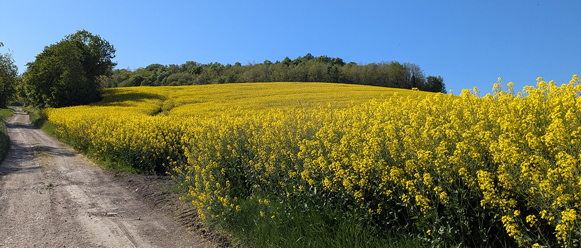 Le colza est une plante reconnue pour sa capacité de compensation lors de la floraison. © Photo Aline AUBRY