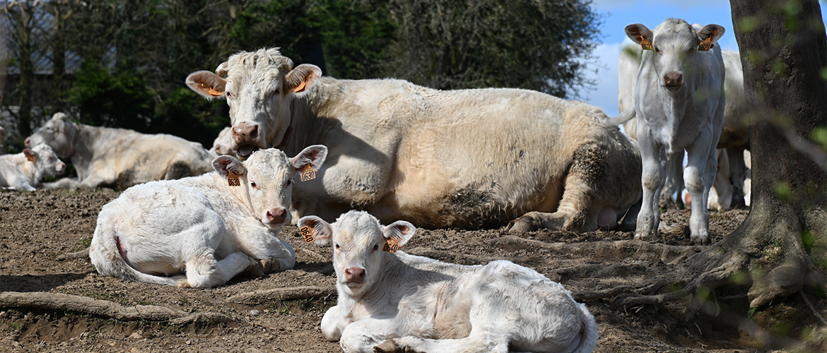 Vaches allaitantes. © Photo sous licence CC