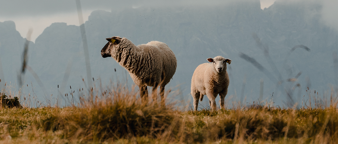 Moutons. © Photo sous licence CC
