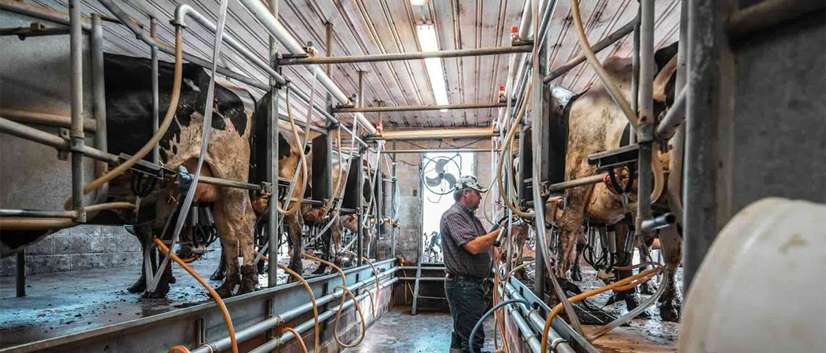Moment de la traite des vaches laitières. © Photo DR iStock 