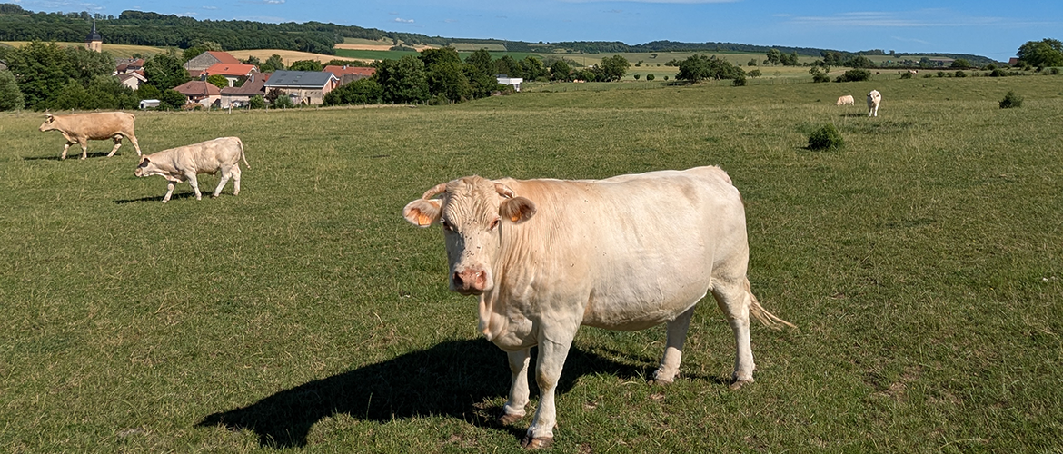Vaches allaitantes au pré. © Photo Aline Aubry