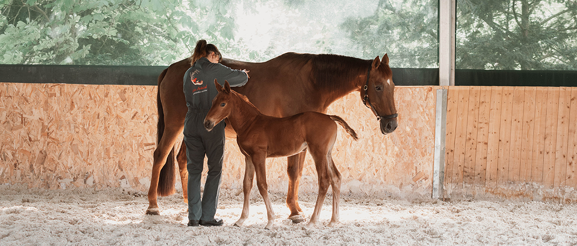 Sous l’œil du jeune cheval, l’ostéopathe réalise ses manipulations. © Photo de Lisa Despres