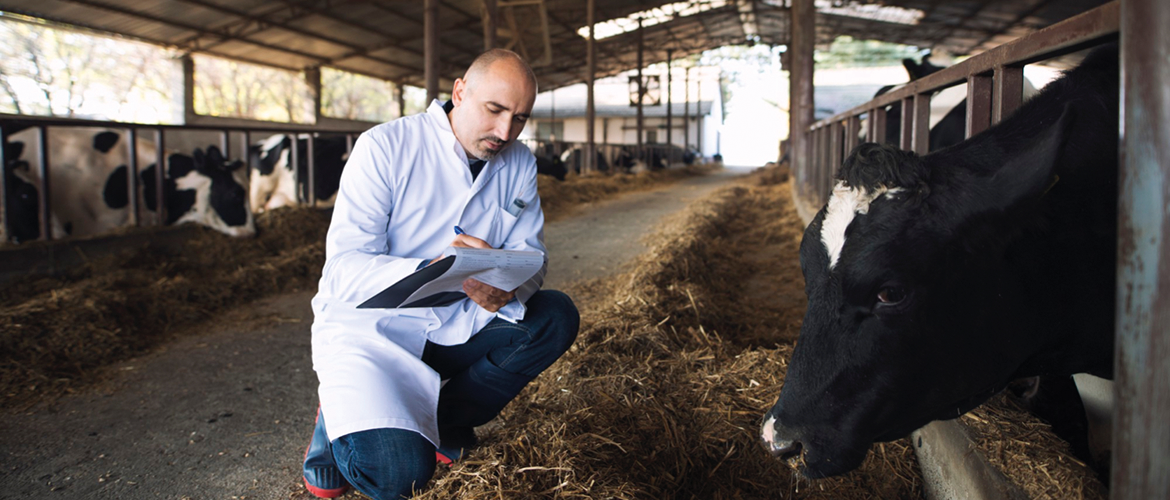 Pointage des symptômes dans un élevage. © Photo sous licence CC