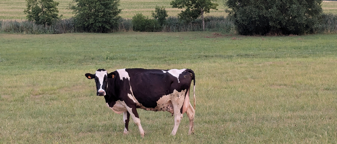 Le lait est la principale activité de cet exploitation et compte plus d'une centaine de Prim'Holstein. © Aline Aubry