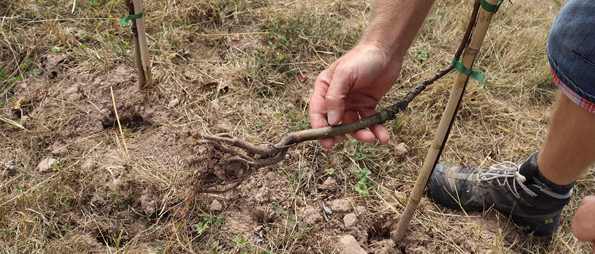 L’hiver doux et la sécheresse ont renforcé la pression des campagnols sur les systèmes racinaires des plants ce qui occasionne de lourdes pertes. © Marion FALIBOIS
