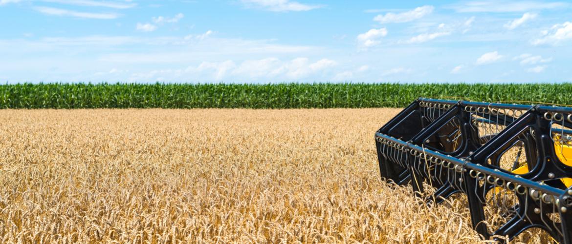 Champ en cours de moisson. © Photo sous licence CC