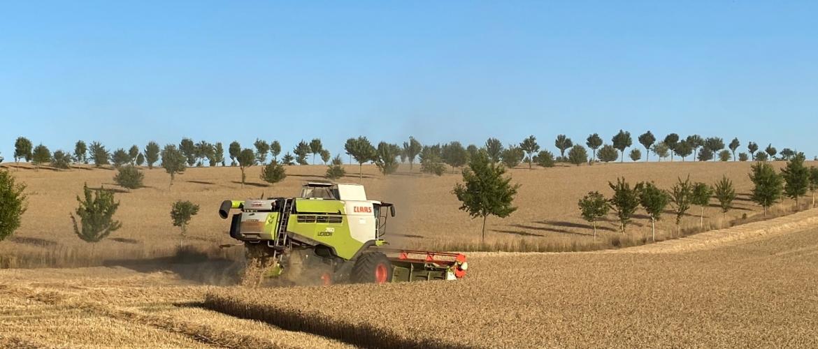 Les résultats mettent en lumière une régulation nette du microclimat en présence d’arbres intraparcellaires. © Photo Sébastien Loriette
