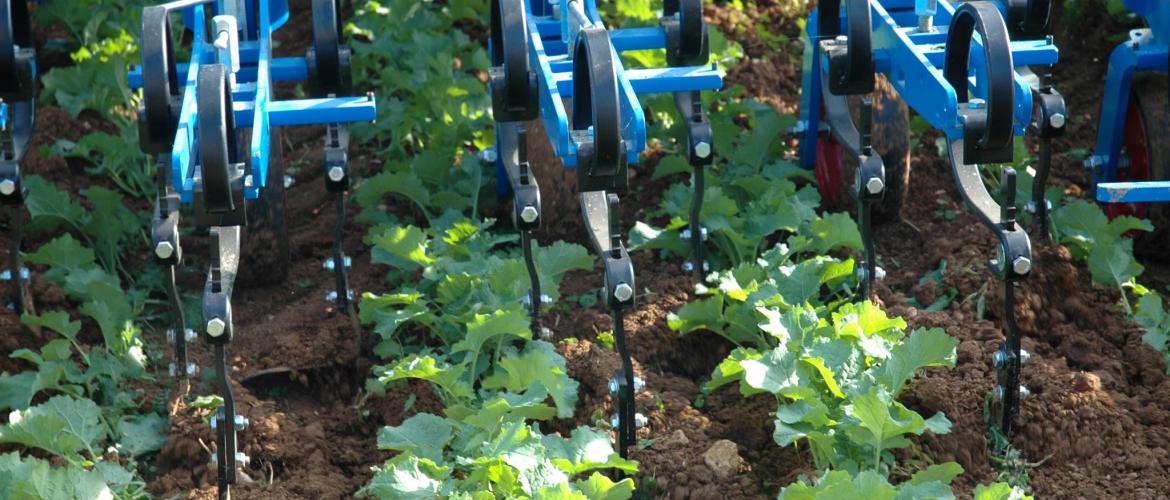 Repenser la rotation pour faciliter le désherbage mécanique est l’une des stratégies de transition mises en œuvre. (Crédit photo : J.JORIS)