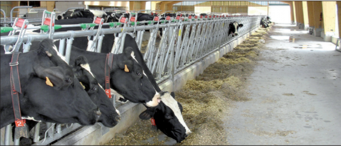 Robot de traite : le prix à payer pour maintenir des éleveurs laitiers demain ? Photo : DR