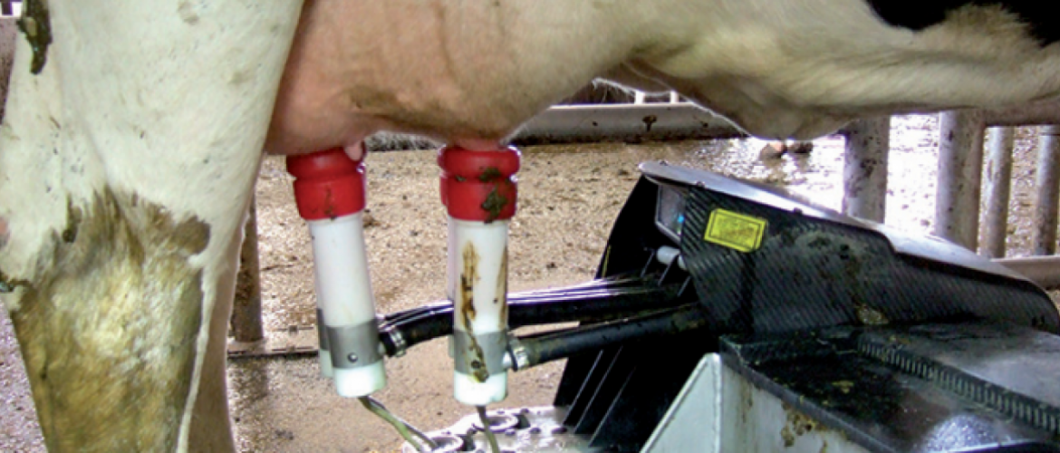 Gain de temps avec un robot de traite : deux minutes par vache et par jour. Photo : DR