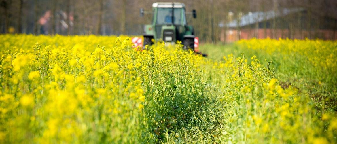 Récolte du colza. © Photo sous licence CC